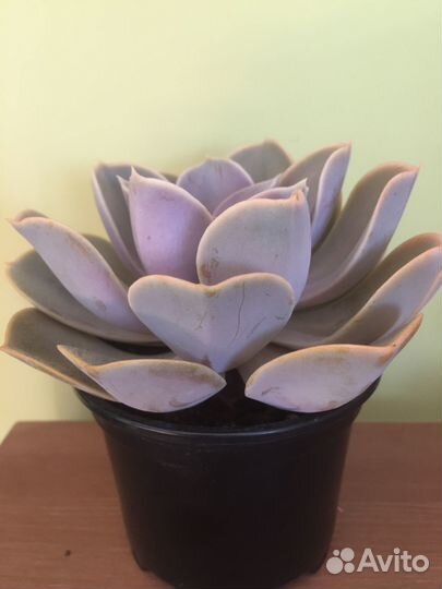 Эчеверия Отто фон Нюрнберг