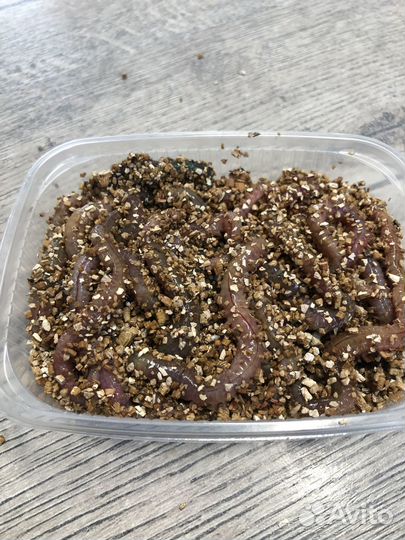 Морской червь нереис крым