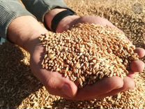 Зерно (пшеница, ячмень)
