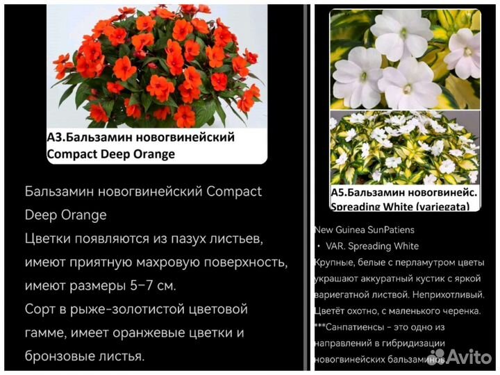 Бальзамины сортовые 11 шт. набором