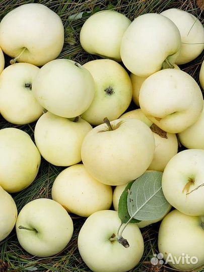 Саженцы яблони