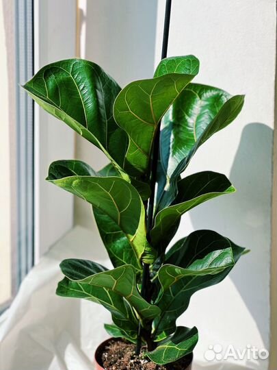 Фикус лирата Бамбино