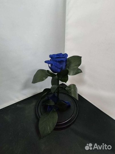 Роза в колбе оптом и в розницу
