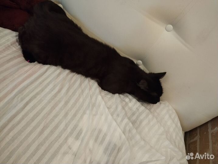 Отдам кота в добрые руки