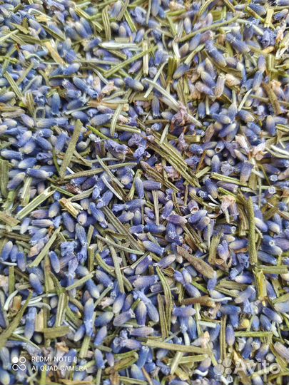 Лаванда цветы