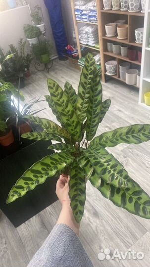 Калатея лансифолия