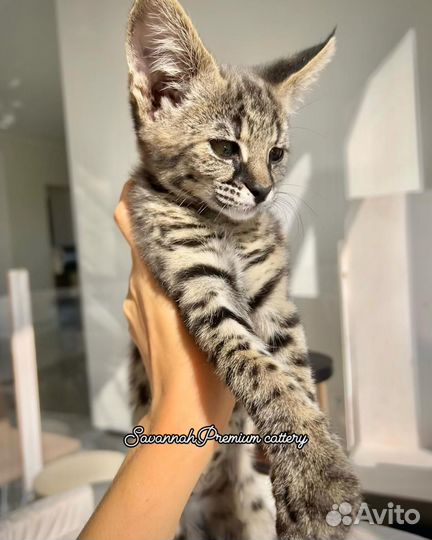 Саванна Ф1 (Savannah F1)