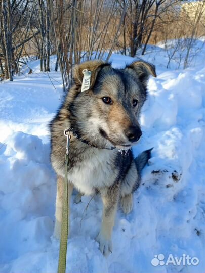 Отдам в добрые руки