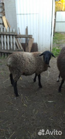 Куры петухи бараны