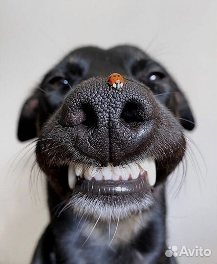 Стилист по подбору одежды, фотограф, декор