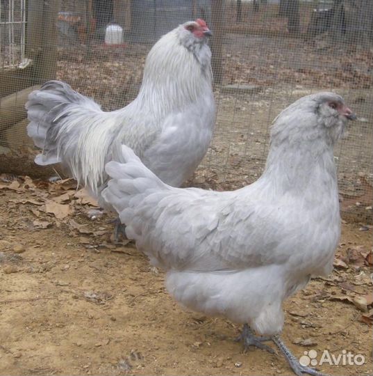Стадо кур Амераукана