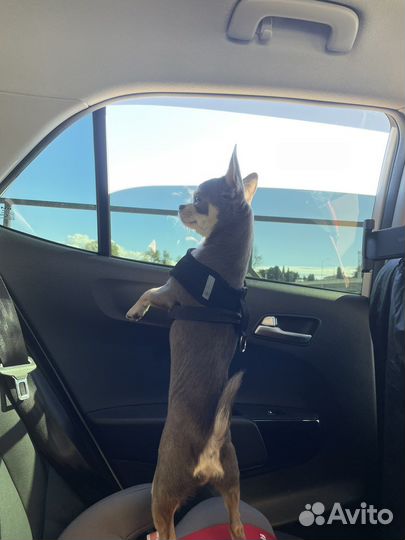 Вязка кобель чихуахуа mini