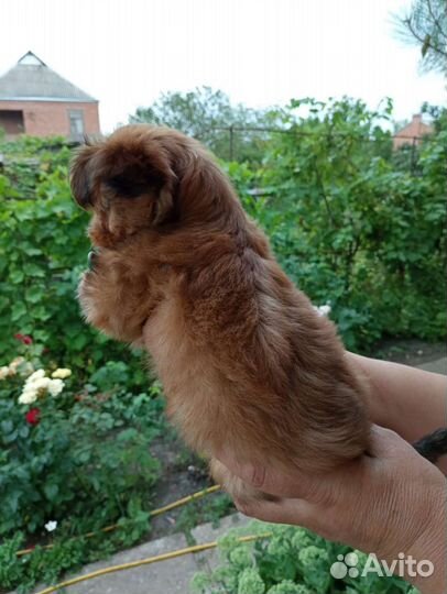 Щенки йорка мини