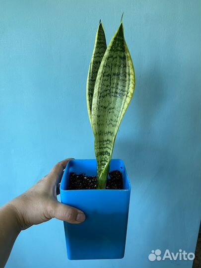 Комнатные цветы