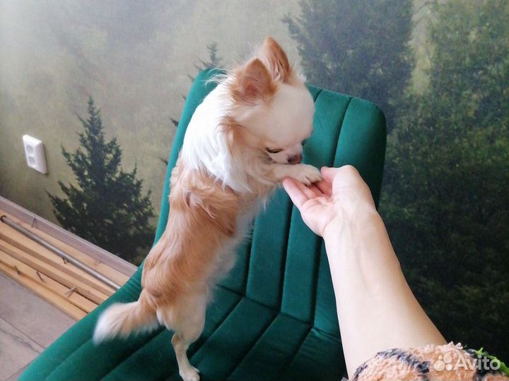 Чихуахуа кобель