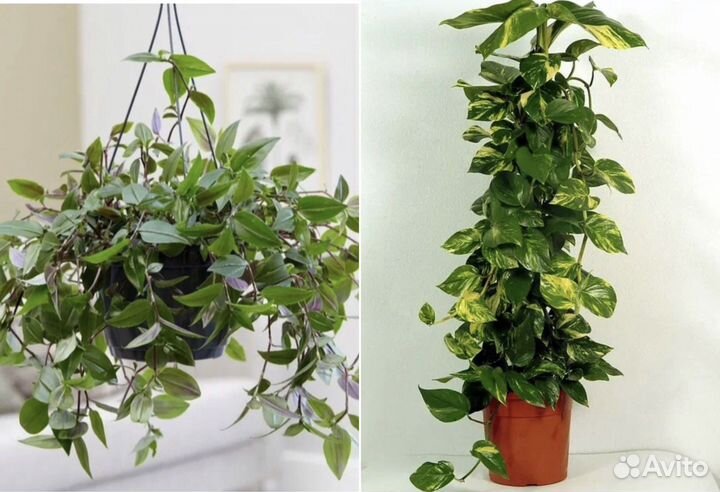 Традесканция / Сциндапус