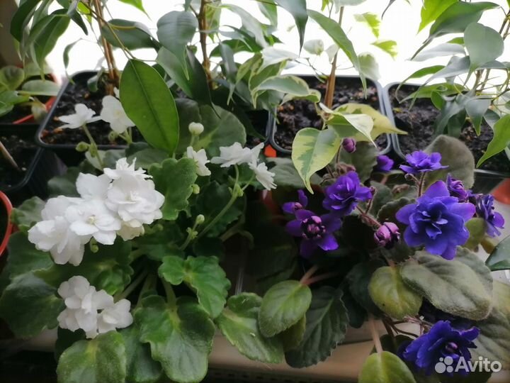 Комнатные цветы фиалки