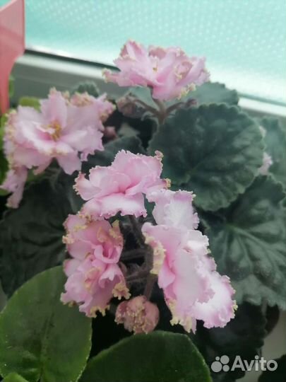 Цветущие фиалки