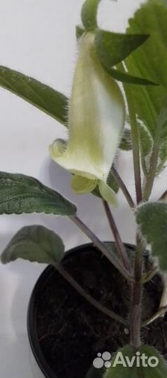 Синингия жёлтая ароматная,глоксинии