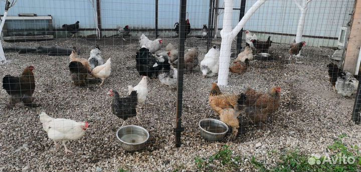 Куры брама, легорн долматинец, джерсийский гигант