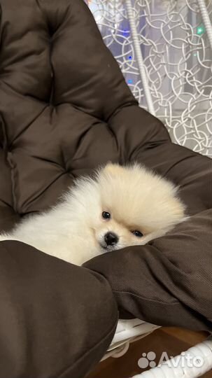 Померанский шпиц медвежьего типа белый