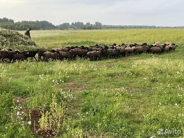 Овцы бараны ягнята