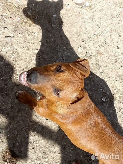 Стаффордширский терьер