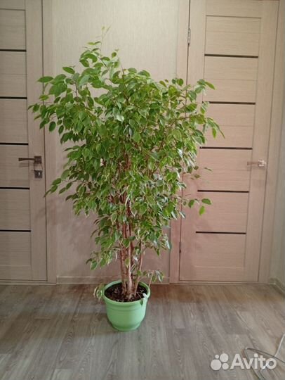 Фикус бенджамина