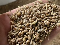 Пшеница, зерносмесь, кукуруза, горох, ячмень