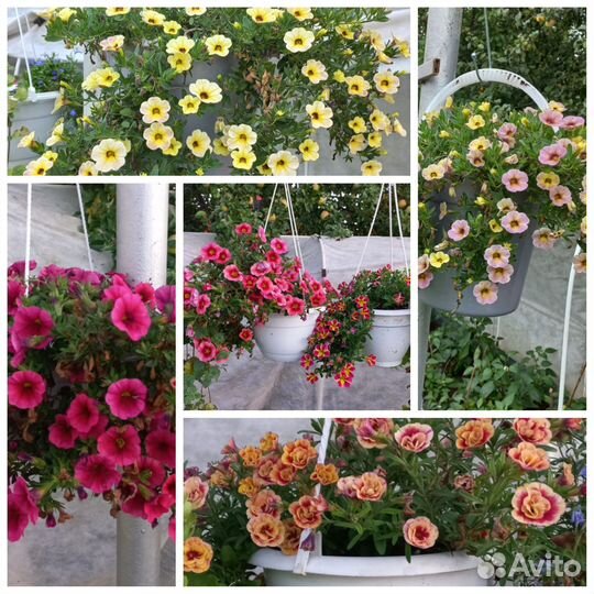 Калибрахоа