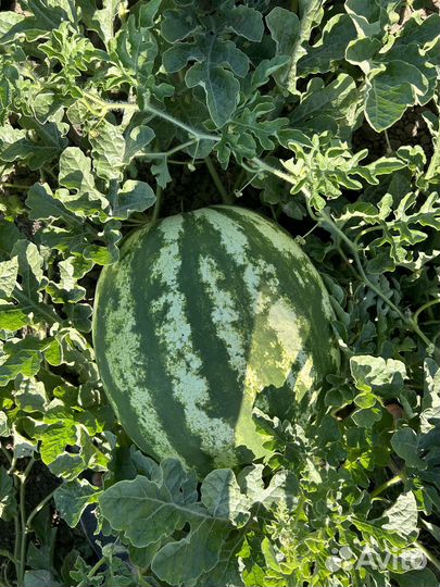 Арбузы дини