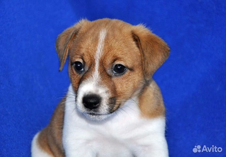 Щенок джек Рассел терьер