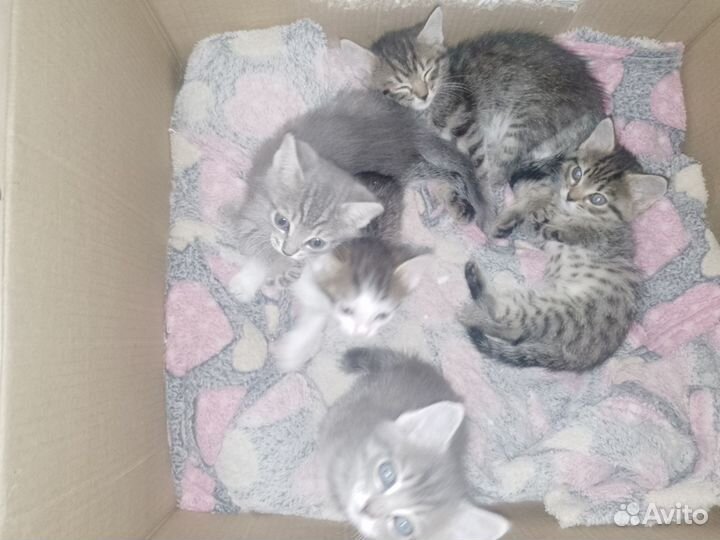 Котята в добрые руки