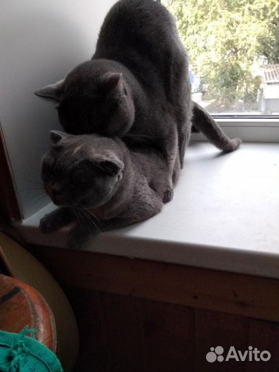 Клубный шотландский кот.Вязка