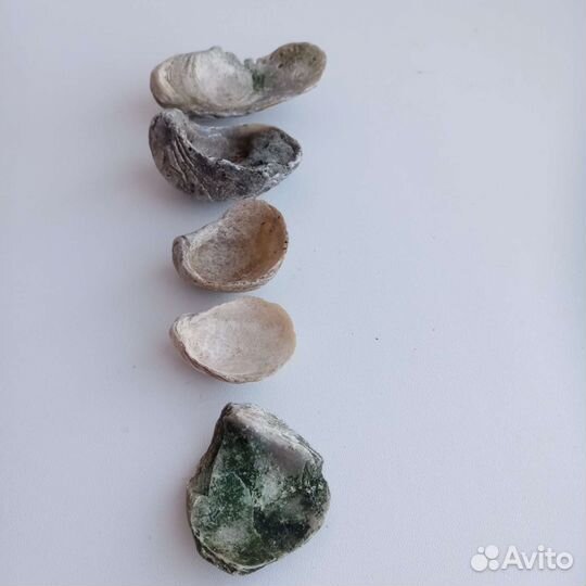 Окаменелости