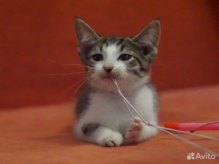 Девчулька Карамелька