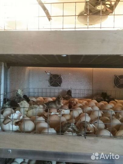 Автоматический инкубатор на 2000яиц