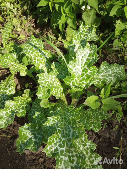 Семена расторопши и др лекарственных растений