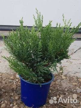 Туя, Можжевельник