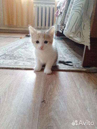 Котята от домашней кошки