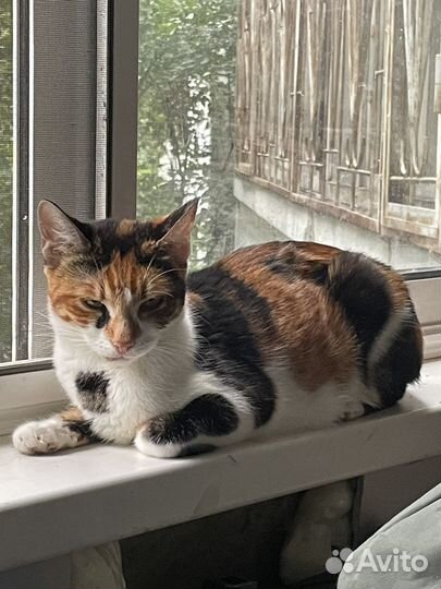 Кошка метис бенгалов