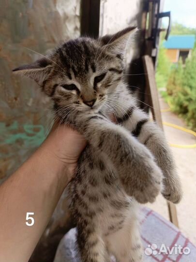 Кошка в дар бесплатно