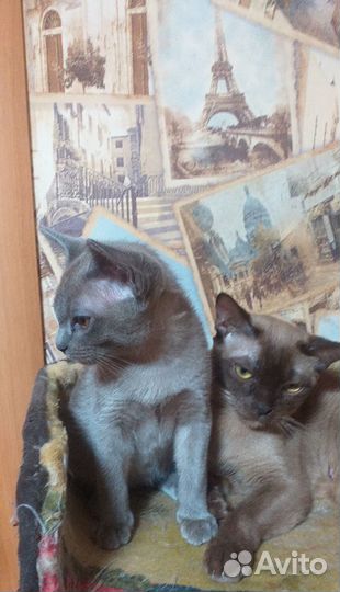 Бурманский котик