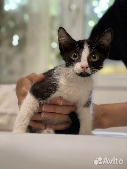 Котенок в поисках семьи