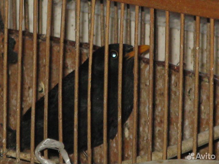 Певчие птицы, щегол, чиж, снегирь, коноплянка