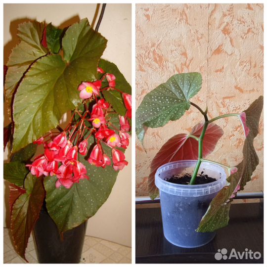 Комнатные цветы