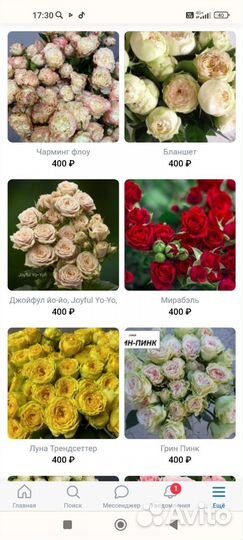 Саженцы роз