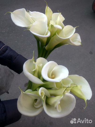 Цветы. Каллы