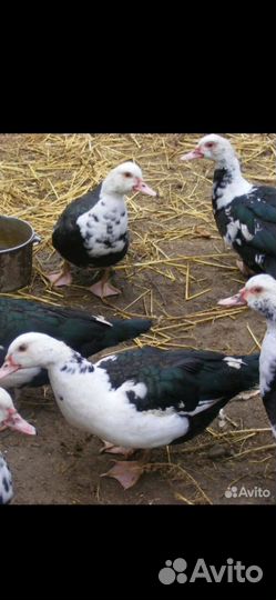 Мускусные утки