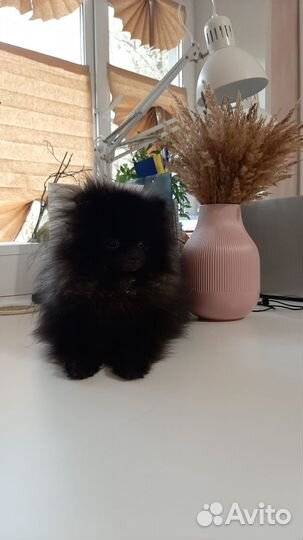 Передержка животных